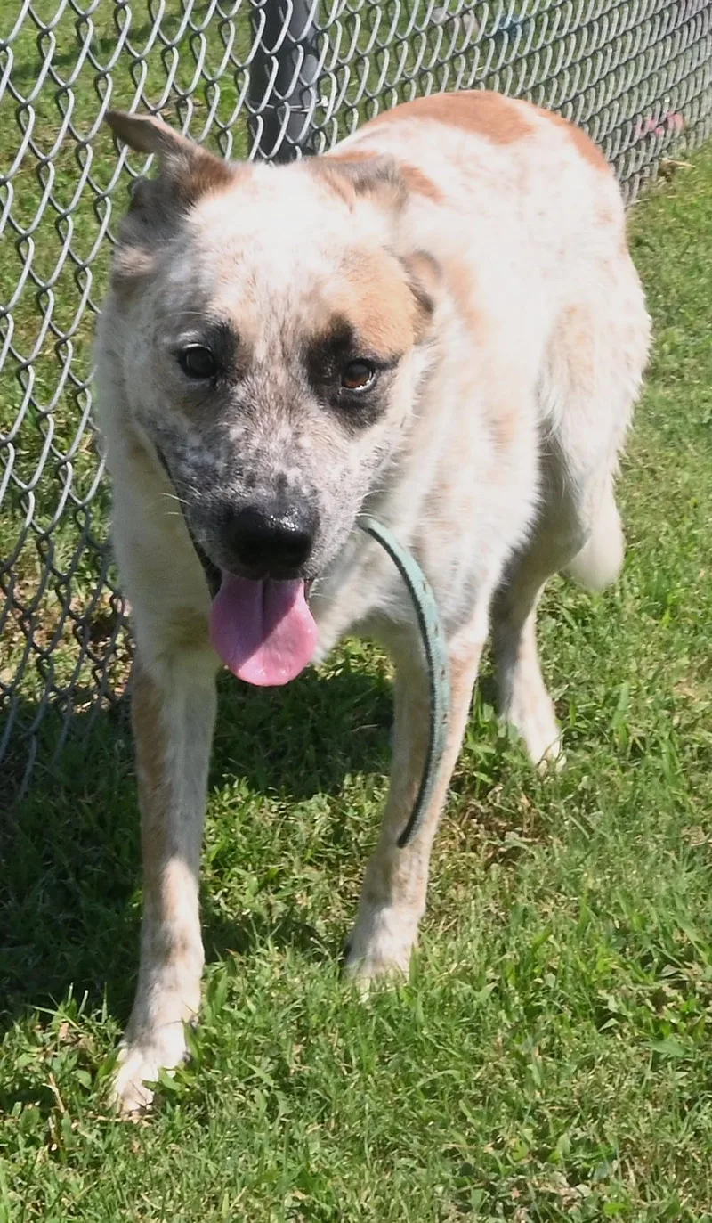 An adult medium-sized male White / Cream Australian Cattle Dog / Blue Heeler dog named Nibbler for adoption in Broken Arrow, OK