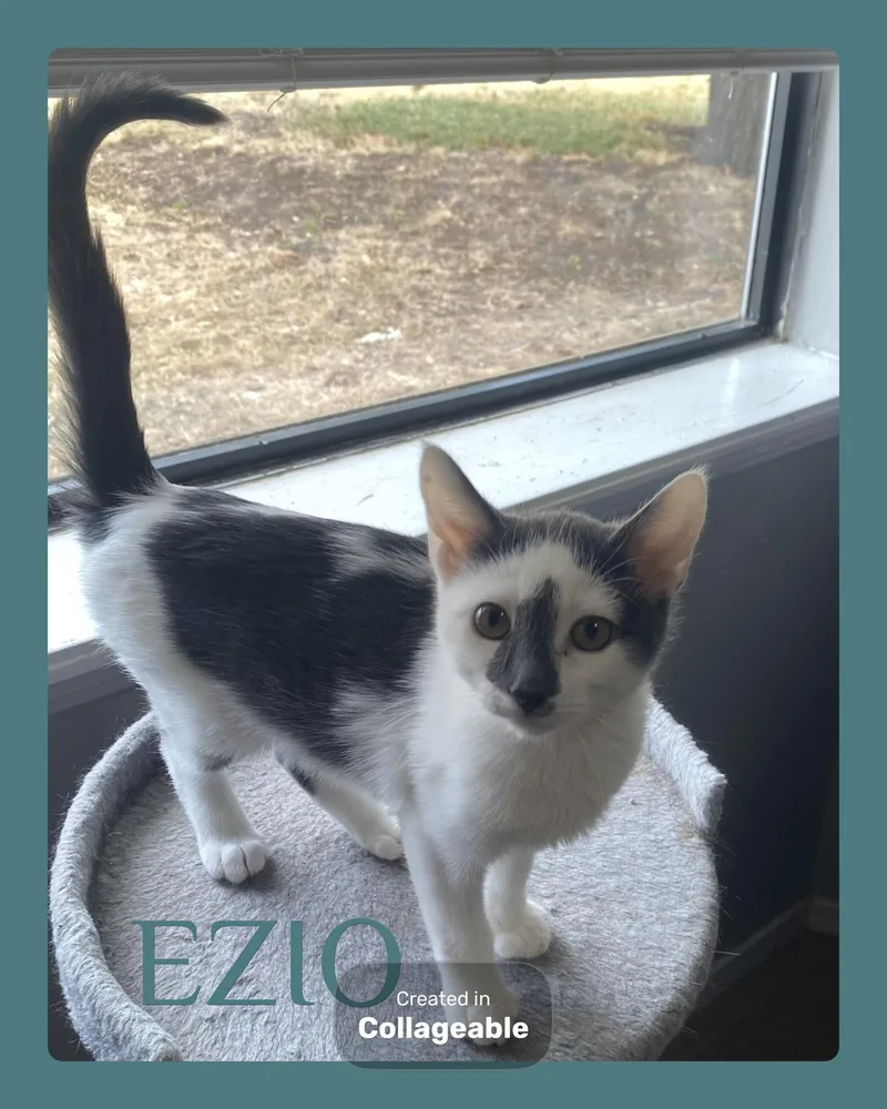 Ezio