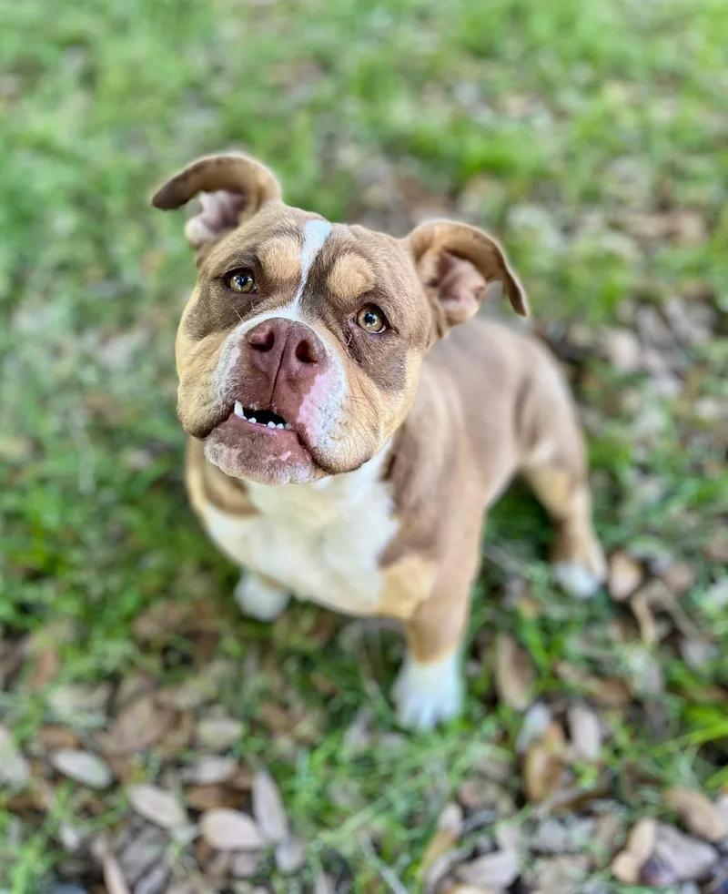 A young medium-sized female Brown / Chocolate Bulldog dog named Charlie for adoption in Gulfport, MS
