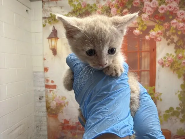 A baby small-sized male Domestic Short Hair cat named Rza for adoption in San Bernardino, CA