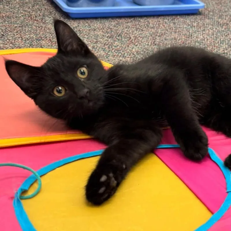 A baby small-sized male Black Domestic Short Hair cat named Breezy for adoption in Hamburg, NY