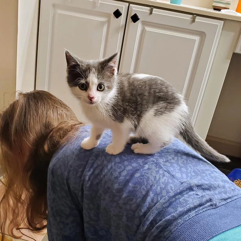 A baby medium-sized female Gray & White Domestic Short Hair cat named Calypso for adoption in Greensboro, NC