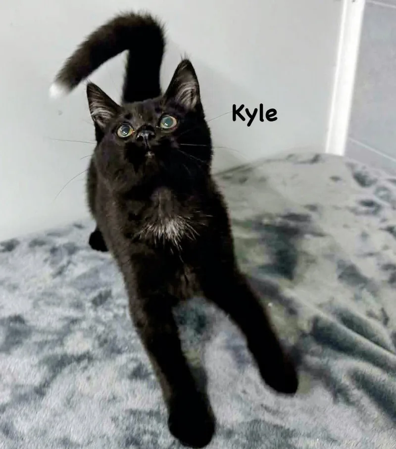 A young medium-sized male Domestic Short Hair cat named Kyle for adoption in Morehead, KY