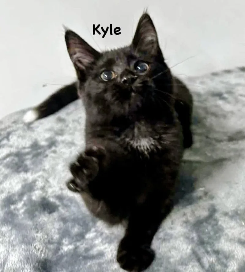 Kyle thumbnail 2