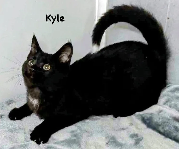 Kyle thumbnail 3