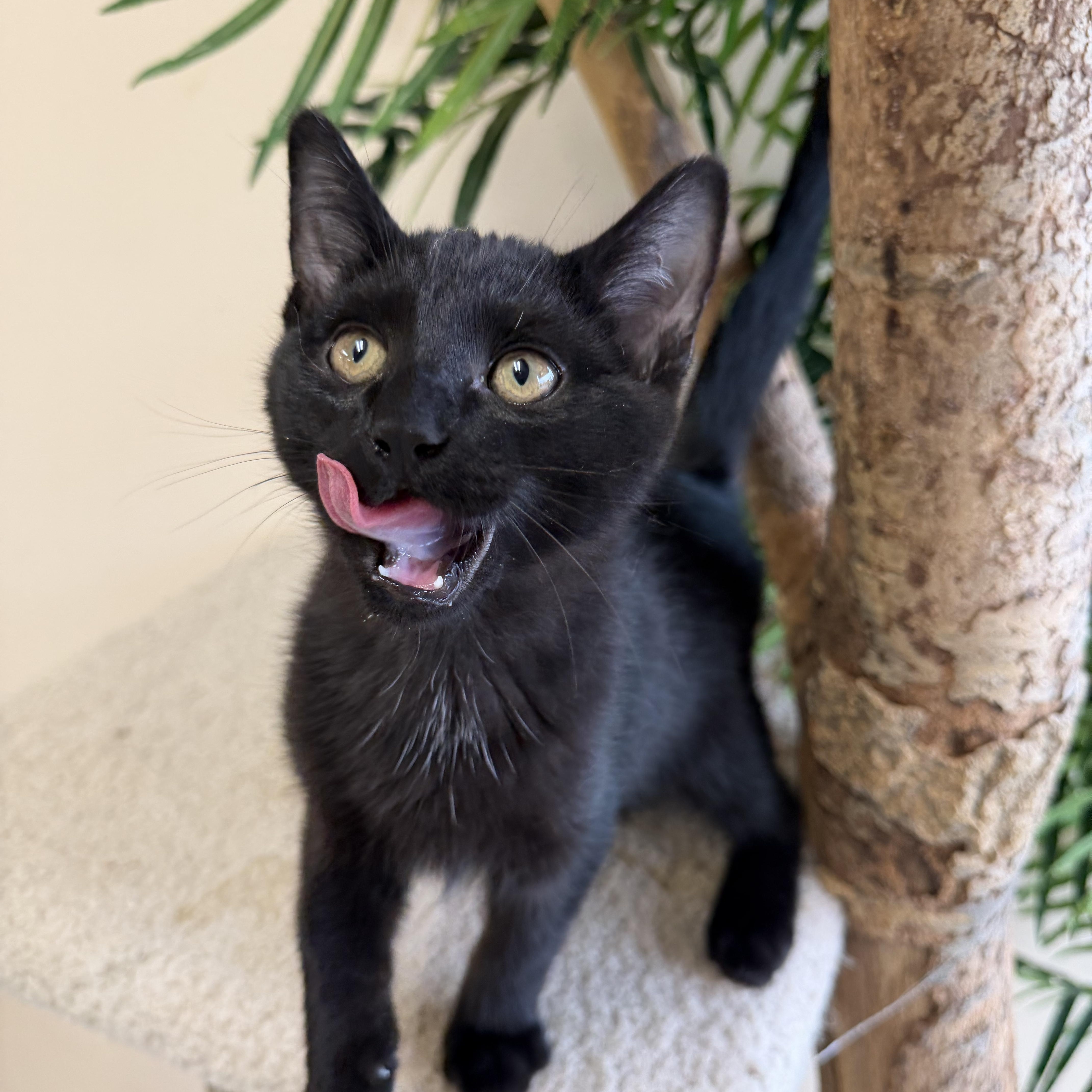 A baby medium-sized male Black Domestic Short Hair cat named Vector for adoption in Madison, WI