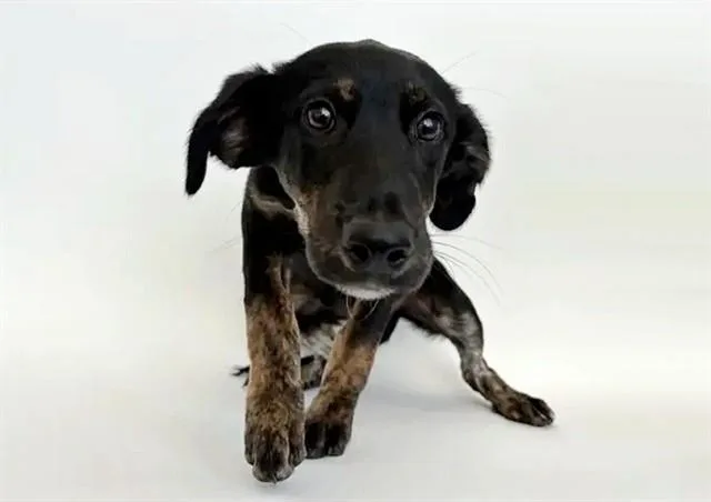 A baby small-sized female Terrier dog named Kiwi for adoption in Saint Louis, MO
