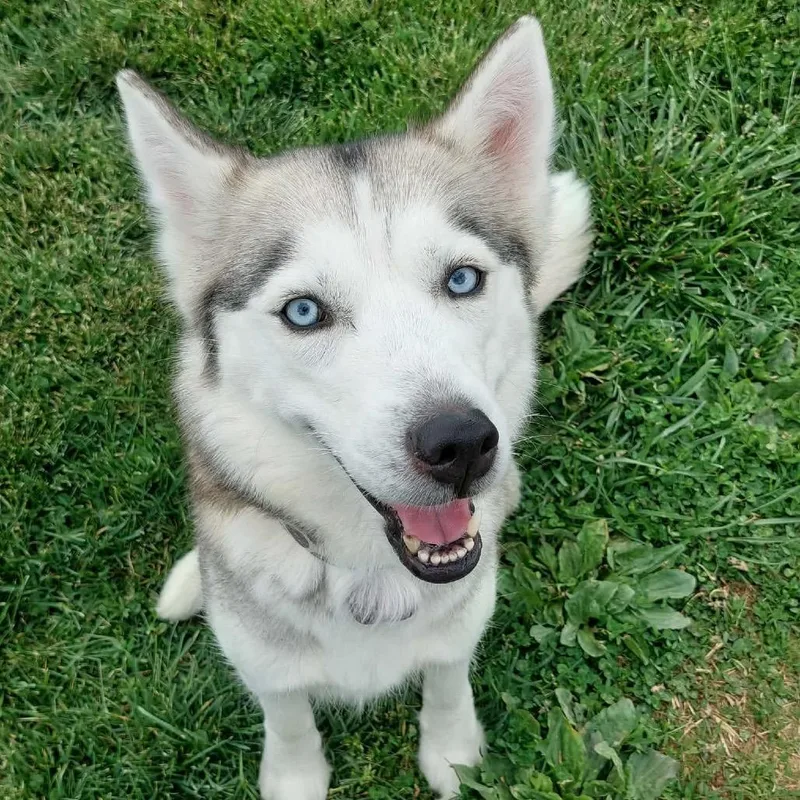 An adult medium-sized female Gray / Blue / Silver Husky dog named Mariah for adoption in Corydon, IN