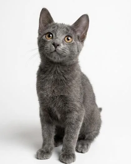 A baby medium-sized female Gray / Blue / Silver Russian Blue cat named Beebee for adoption in Bedford, IN