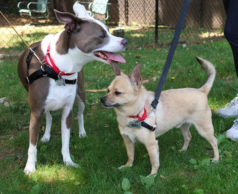 A young medium-sized male Brown / Chocolate Boston Terrier dog named Tank for adoption in Harrison, NY