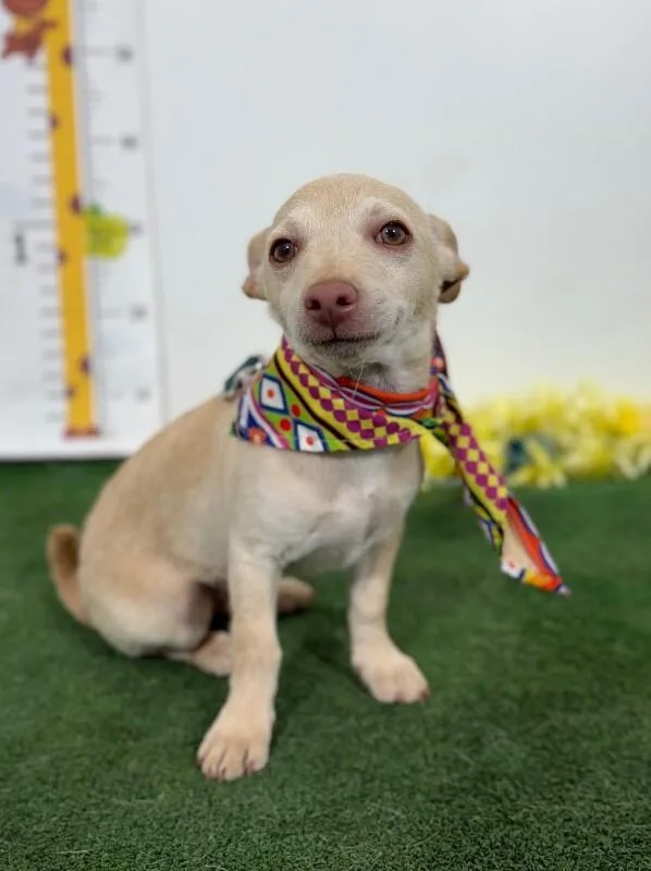 A baby small-sized male Yellow / Tan / Blond / Fawn Chihuahua dog named Percy for adoption in Carlsbad, CA