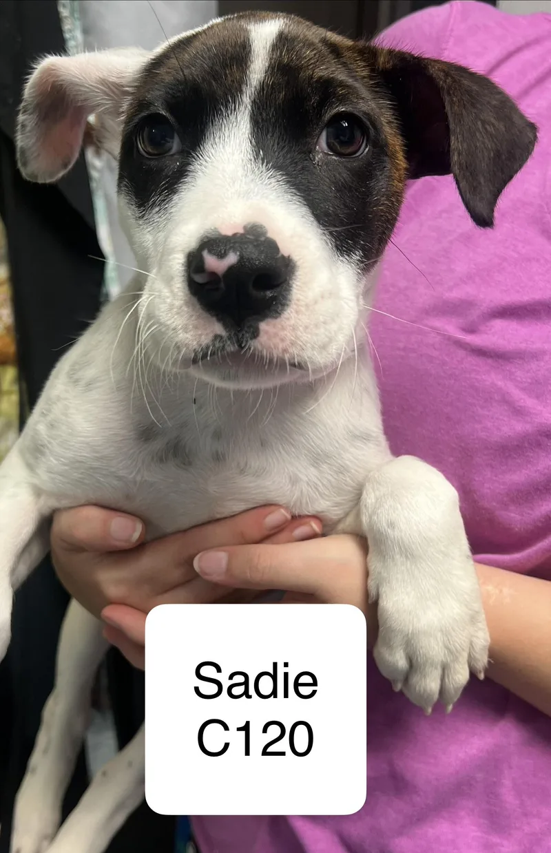 A young medium-sized female Boxer dog named Sadie for adoption in Morganton, NC