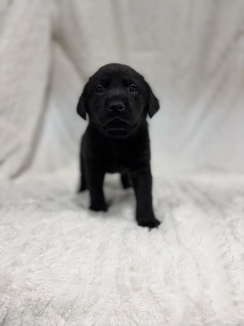 A baby small-sized male Labrador Retriever dog named Wolf for adoption in Discovery Bay, CA