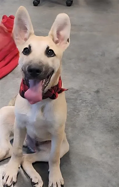 A baby small-sized male German Shepherd Dog dog named Millen for adoption in Brunswick, GA