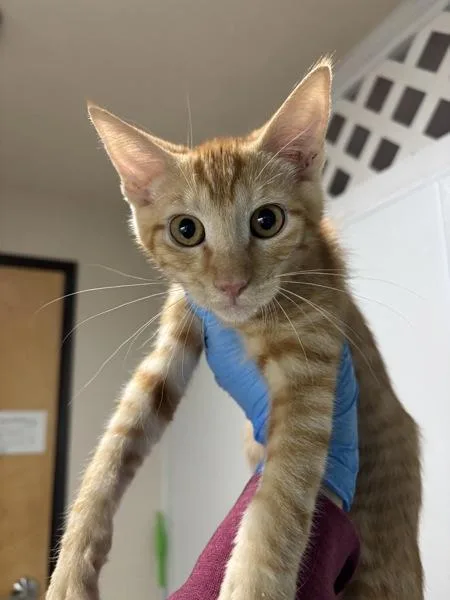 A baby small-sized male Domestic Short Hair cat named Brown Sugar Pumpkin for adoption in Sherwood, OR