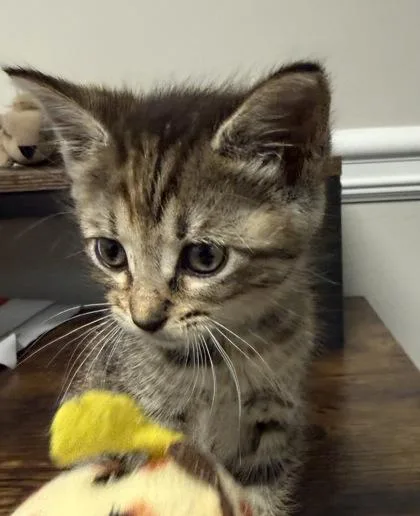 A baby small-sized female Domestic Short Hair cat named Diamond for adoption in Lawrenceville, GA
