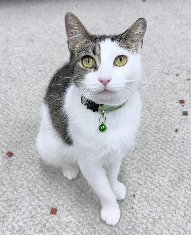 A young medium-sized female Domestic Short Hair cat named Evi  year for adoption in Sterling, MA