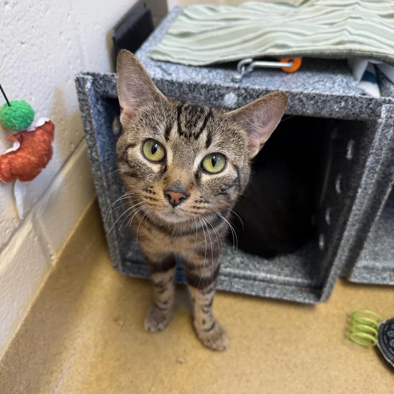 An adult medium-sized male Brown / Chocolate Domestic Short Hair cat named Franklin for adoption in Birdsboro, PA