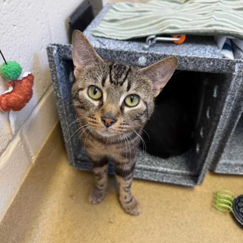 Franklin thumbnail 2