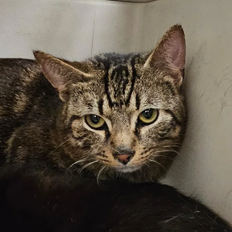 Franklin thumbnail 3