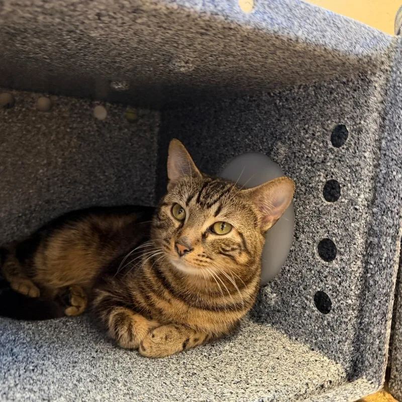 Franklin thumbnail 4