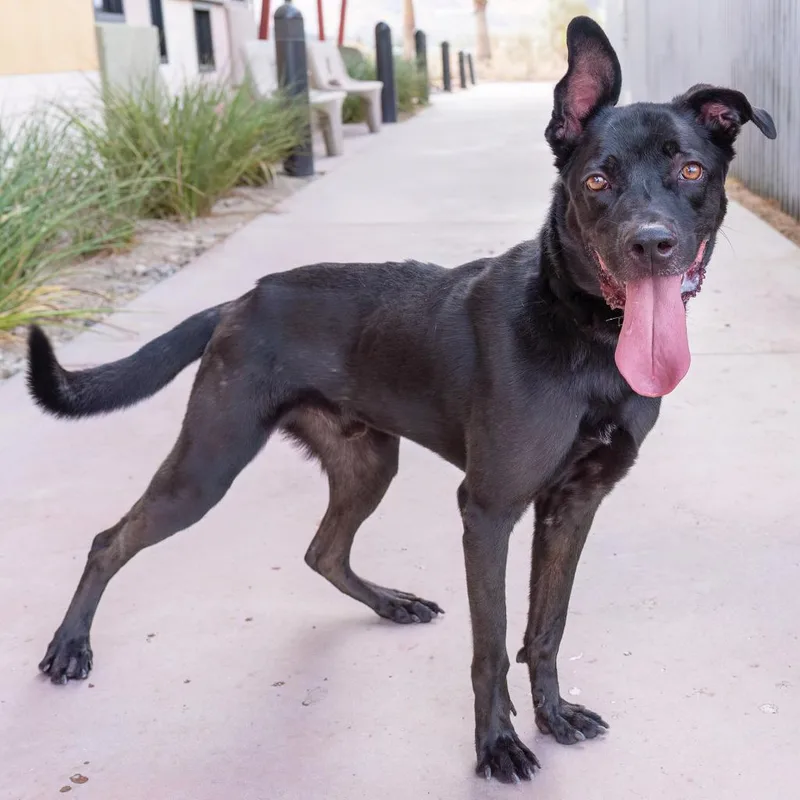 An adult large-sized male Black Labrador Retriever dog named Sirius for adoption in Palm Springs, CA