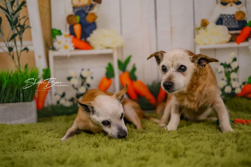 Chi Chi And Rufus thumbnail 2