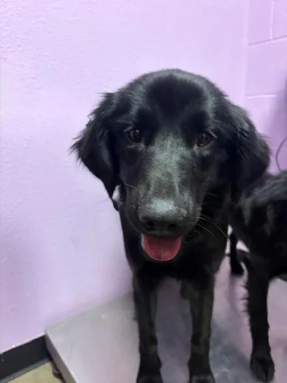 A young medium-sized female Black Labrador Retriever dog named 60808608 for adoption in El Paso, TX