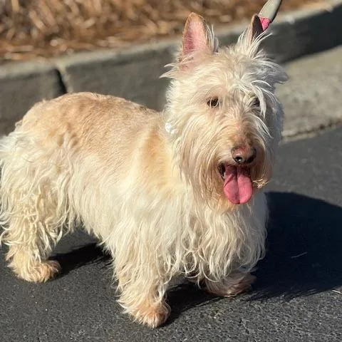 An adult medium-sized male Scottish Terrier dog named Angus Daniel for adoption in Cumming, GA