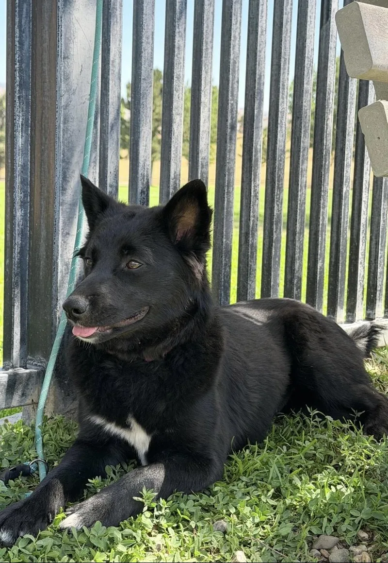 Nova