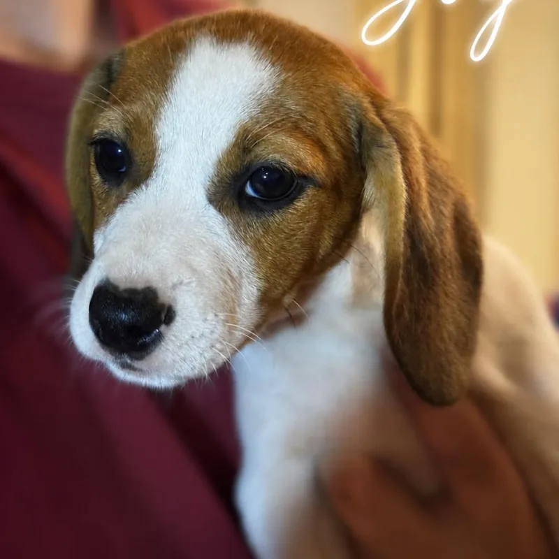 A baby small-sized female Brown / Chocolate Beagle dog named Joy for adoption in Opelika, AL