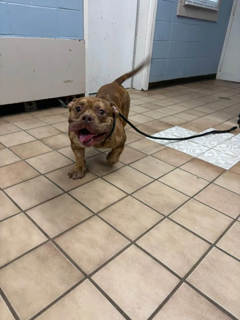 An adult medium-sized male English Bulldog dog named Billy for adoption in Edison, NJ
