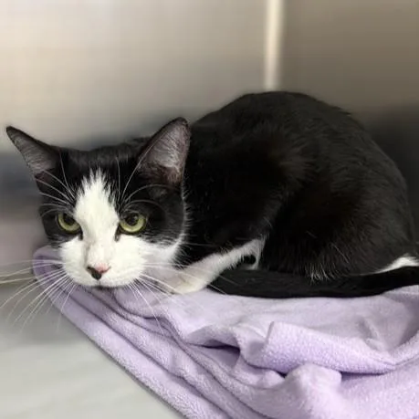 An adult medium-sized female Domestic Short Hair cat named Daina for adoption in Columbia, MD