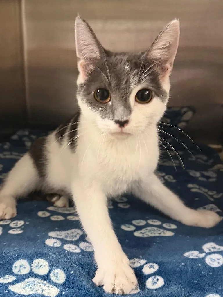 A baby small-sized female Domestic Short Hair cat named Dora for adoption in Ocala, FL