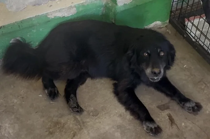 A senior medium-sized male Mixed Breed dog named Maximiliano for adoption in Fajardo, PR