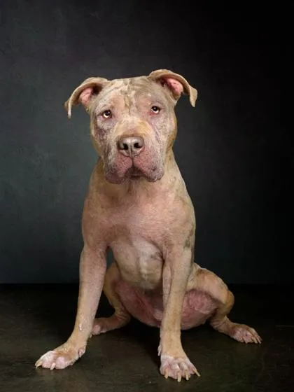 An adult large-sized female American Staffordshire Terrier dog named Deevine for adoption in Atlanta, GA