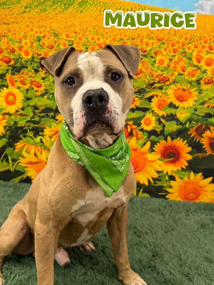 An adult medium-sized male Yellow / Tan / Blond / Fawn Mixed Breed dog named Maurice for adoption in Flint, MI