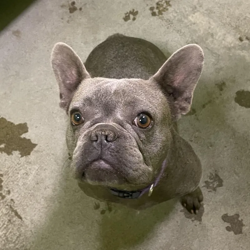 Lucille  Stray Hold thumbnail 2