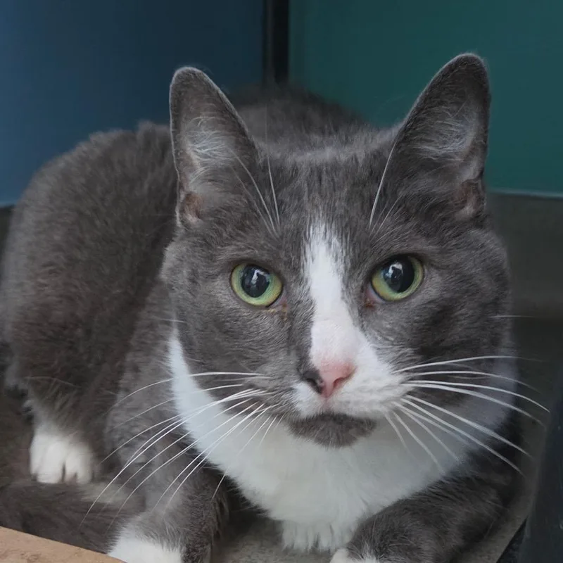 A senior large-sized female Gray / Blue / Silver Domestic Short Hair cat named Winnie for adoption in Hamburg, NY