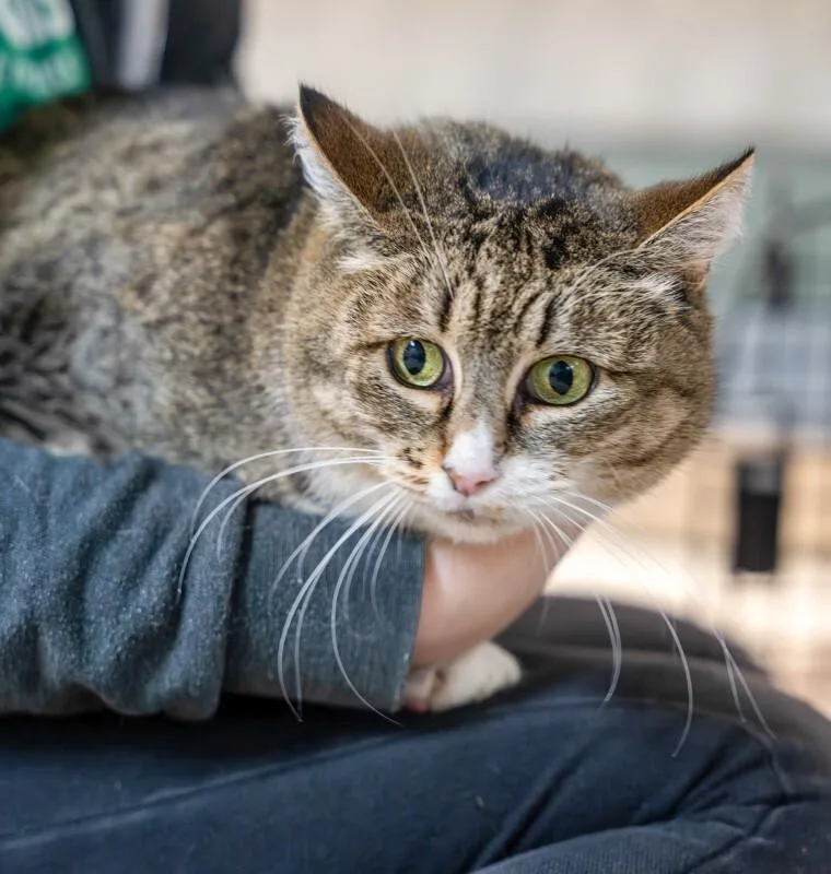 An adult large-sized female Domestic Short Hair cat named Wilhelmina for adoption in Arlington, WA
