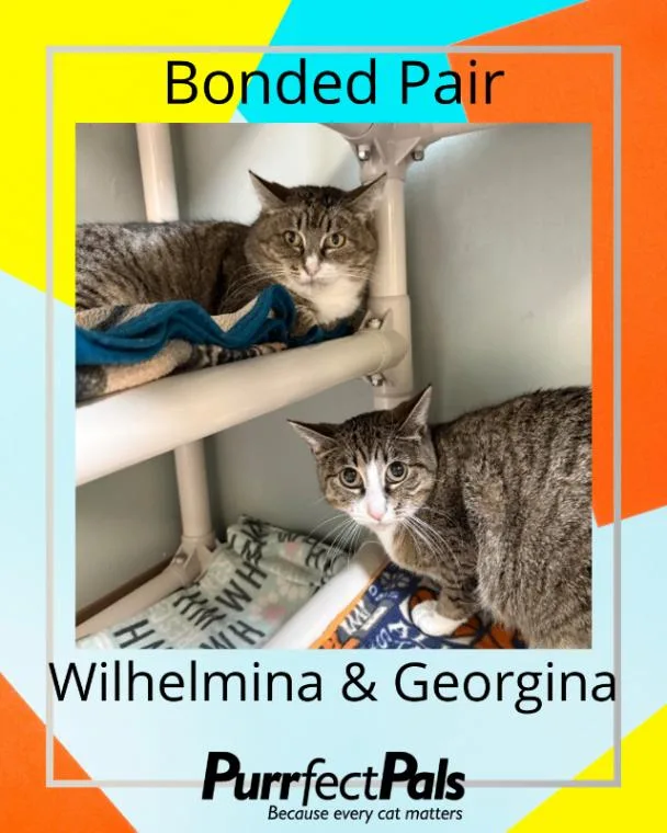 Wilhelmina thumbnail 3