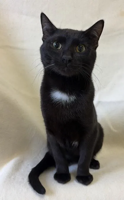 An adult medium-sized male Black Domestic Short Hair cat named Pitch for adoption in Buffalo, MN