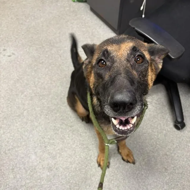 An adult large-sized female German Shepherd Dog dog named Aria for adoption in Lincolnton, NC