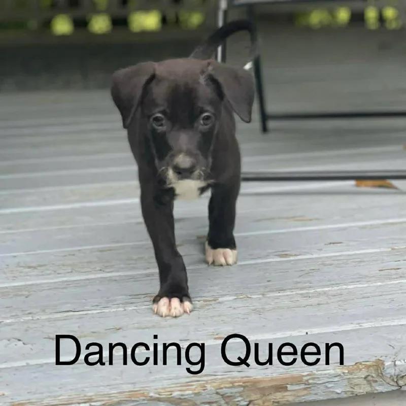 Dancing Queen thumbnail 2