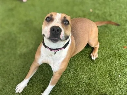 An adult medium-sized female Terrier dog named TeeTee for adoption in Gainesville, FL