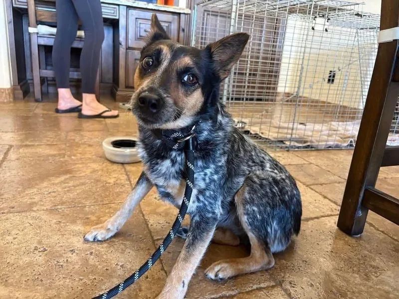 A young medium-sized female Merle (Blue) Australian Cattle Dog / Blue Heeler dog named Leza for adoption in Phoenix, AZ