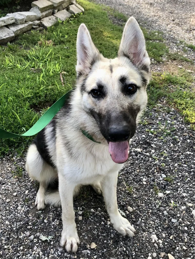 A young medium-sized male German Shepherd Dog dog named Stryker for adoption in Barrington Hills, IL