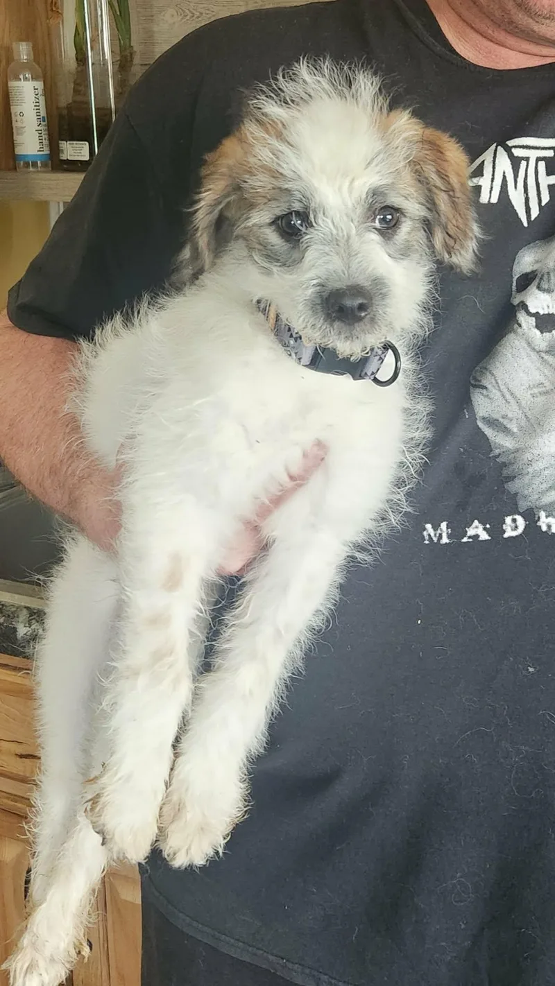 A baby small-sized male Apricot / Beige Australian Cattle Dog / Blue Heeler dog named Wayland for adoption in Twin lakes, WI