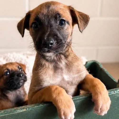 A baby small-sized female Brindle Terrier dog named Payton for adoption in Lathrop, CA