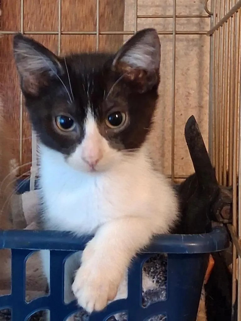 A baby small-sized female Domestic Short Hair cat named Wilma P for adoption in Ogden, UT